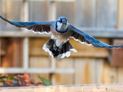 Blue Jay with its eye on the prize....