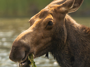Glacier National Park