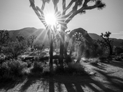 Joshua Tree National Park