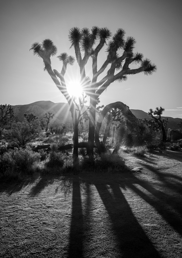 Joshua Tree National Park