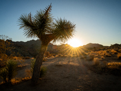 Joshua Tree National Park