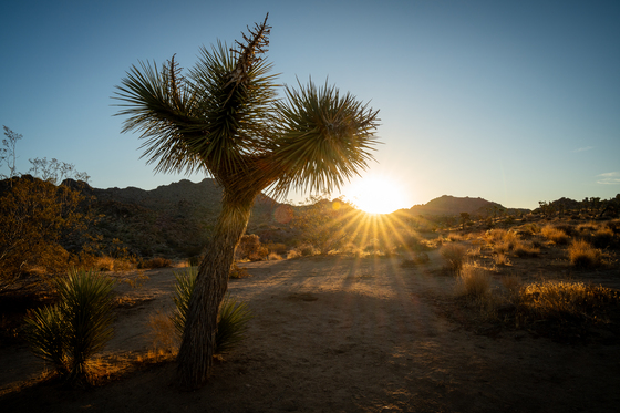 Joshua Tree National Park