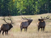 Group of Elk at Jasper National Park