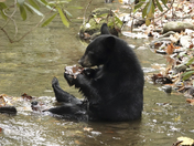 Great Smoky Mountains National Park