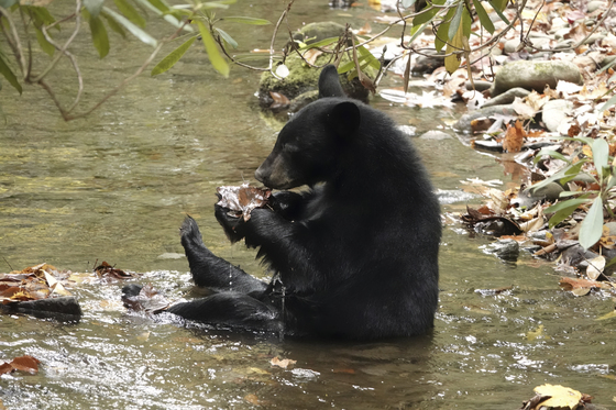 Great Smoky Mountains National Park