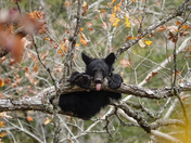 Great Smoky Mountains National Park
