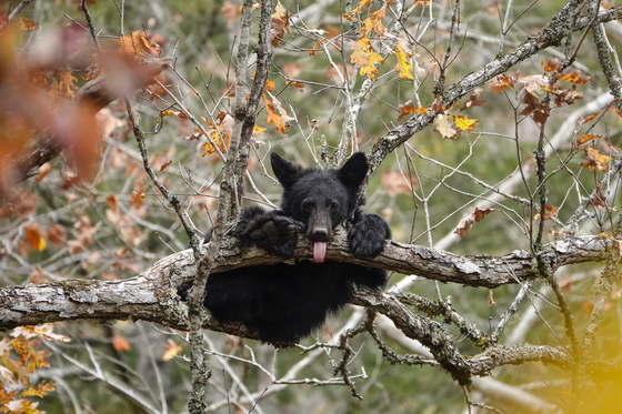 Great Smoky Mountains National Park