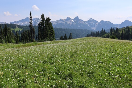 Mount Rainier National Park