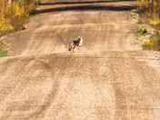 King of the Road