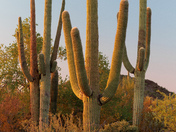 Saguaro National Park