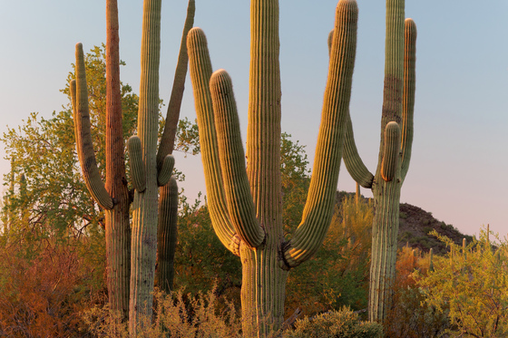Saguaro National Park