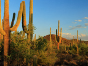 Saguaro National Park