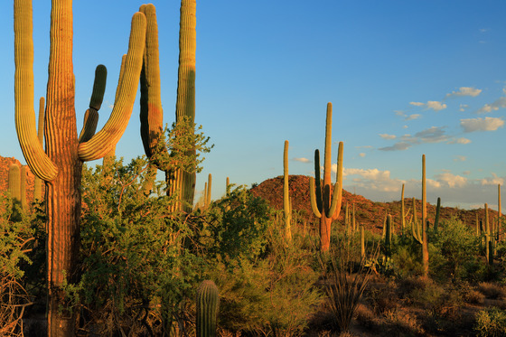 Saguaro National Park