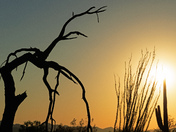 Saguaro National Park