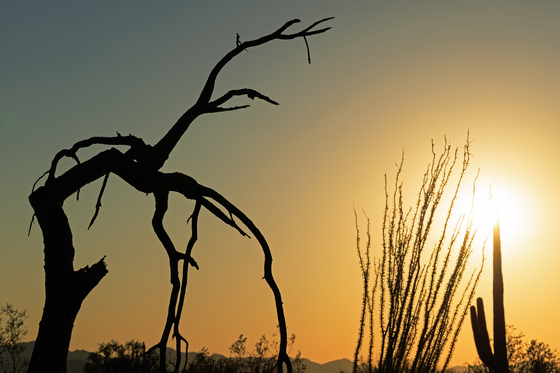 Saguaro National Park