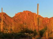 Saguaro National Park