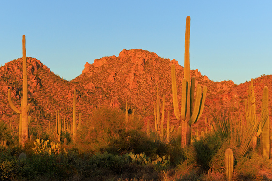 Saguaro National Park