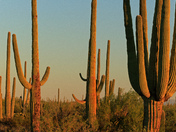 Saguaro National Park