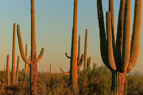 Saguaro National Park