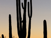 Saguaro National Park