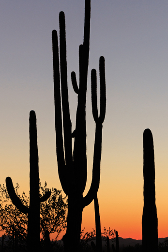 Saguaro National Park
