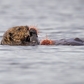 Next upload