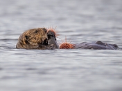 The Prickly Gourmet | A Sea Otter's Delicacy