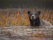 Still Waters, Silent Strength