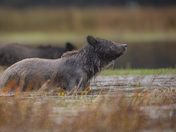 Still Waters, Silent Strength