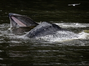 Feeding Frenzy