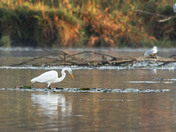 Great Egret