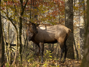 Great Smoky Mountain National Park
