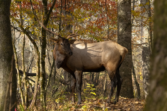 Great Smoky Mountain National Park