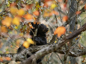 Great Smoky Mountain National Park