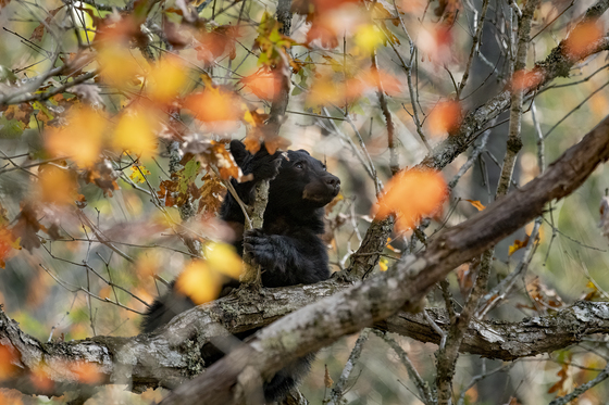Great Smoky Mountain National Park