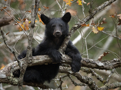 Great Smoky Mountain National Park