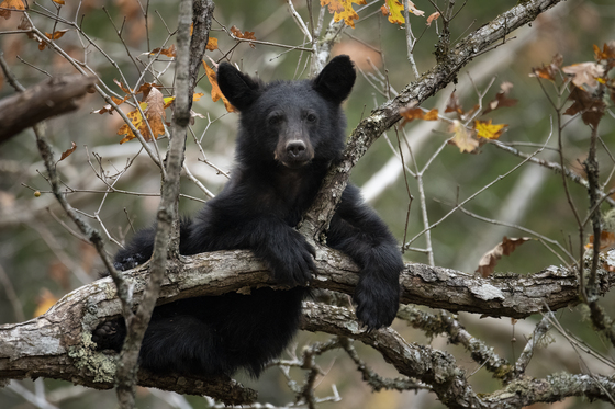 Great Smoky Mountain National Park