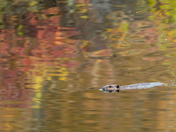 On Golden Pond