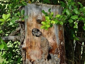 Northern Flicker feeding fledglings