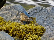 American Pipit