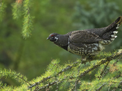 Spruce grouse