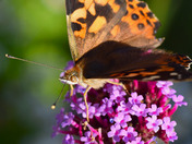 Painted Lady