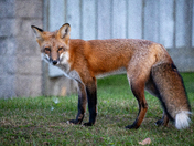 Thanksgiving Fox!