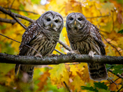 Pair of Barred Owls 