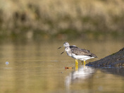 Yellowlegs