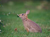 Berry bunny