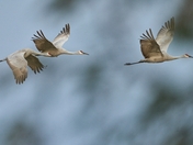 Sandhill Cranes on migration