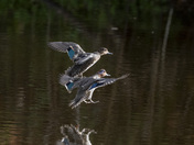 Landing