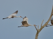 Sandhill Cranes 