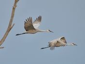 Sandhill Cranes 